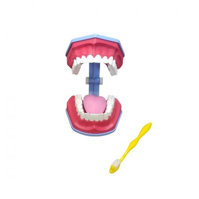 Tooth Brushing Model