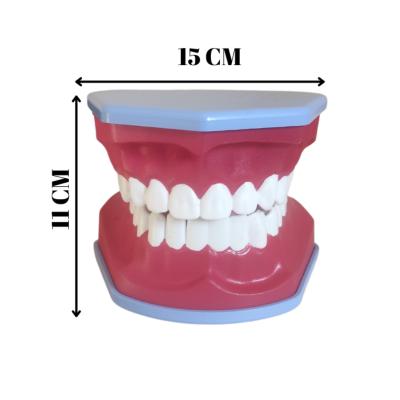 Tooth Brushing Model