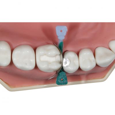 Pratiwedge M802, Anatomik Kama